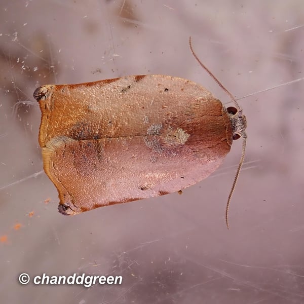 Homona tabescens