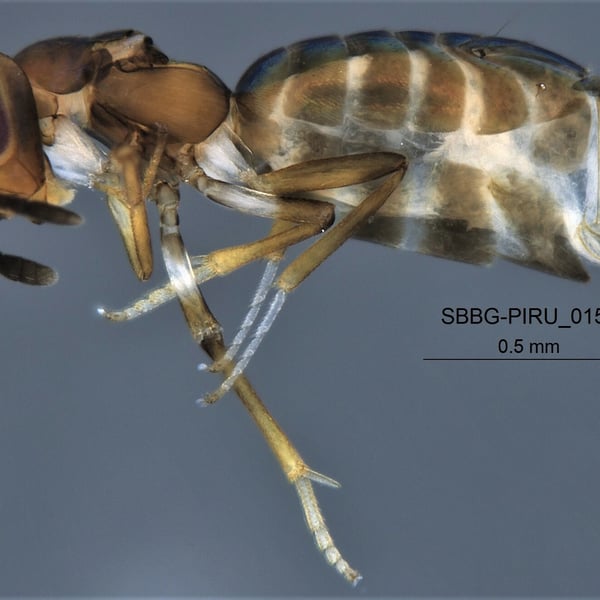 Metanotalia maderensis