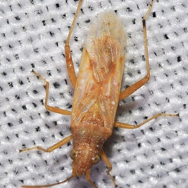 Insects Id: Nysius helveticus (Nysius helveticus)