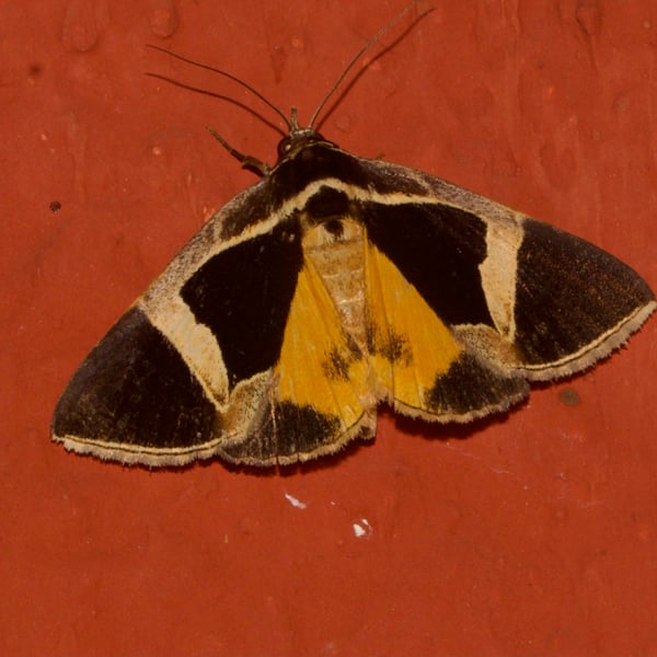 Fodina stola