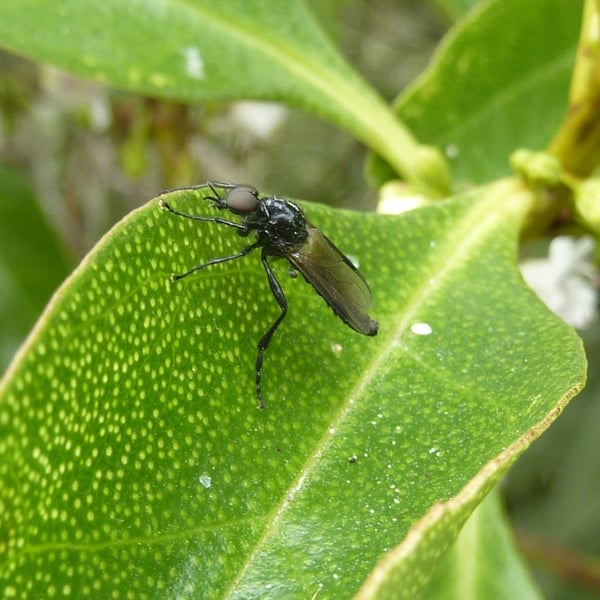 Dilophus nigrostigma