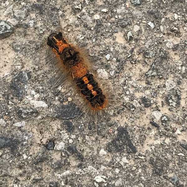 Artaxa subflava