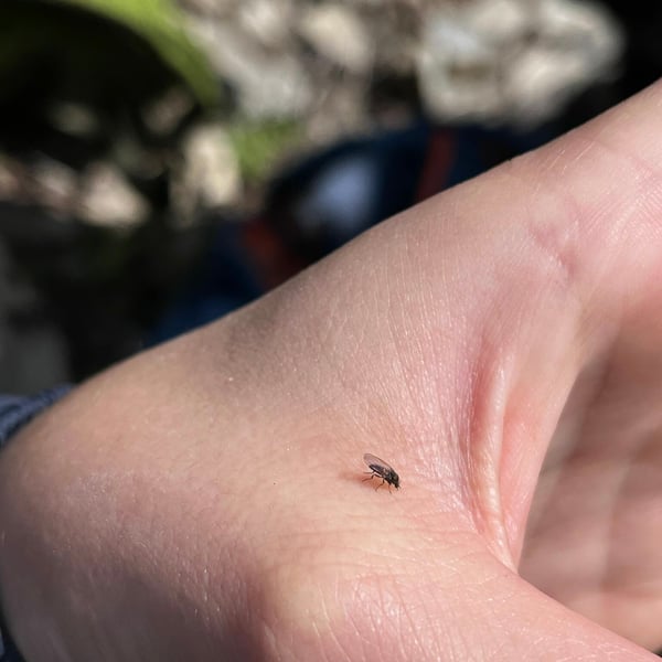 Austrosimulium australense