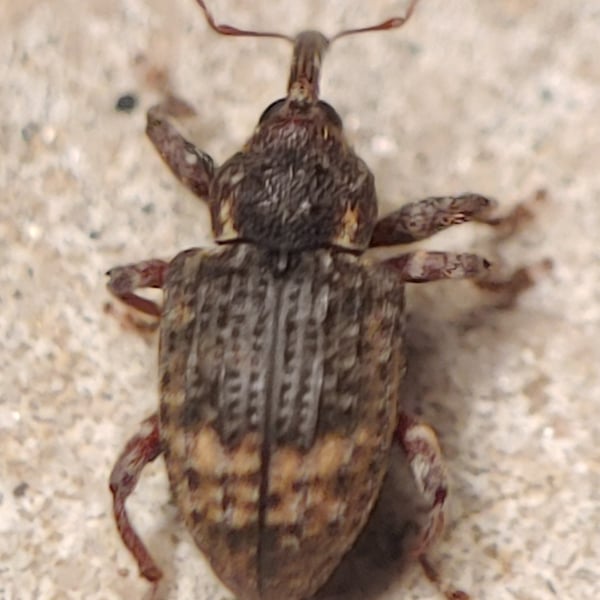 Conotrachelus elegans
