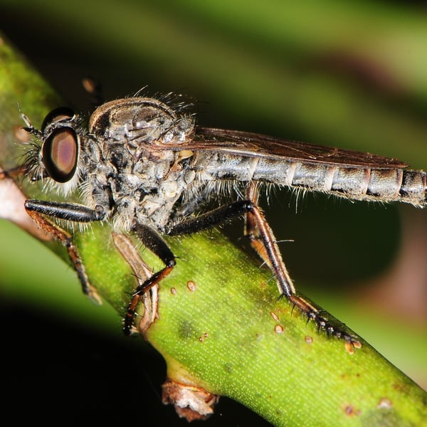 Machimus sadyates