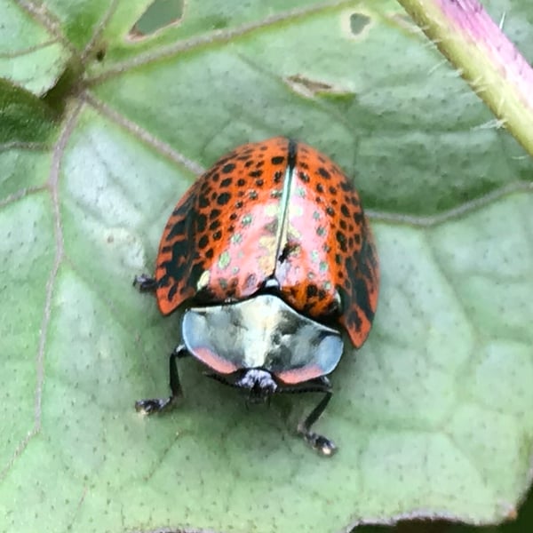 Stolas lacordairei