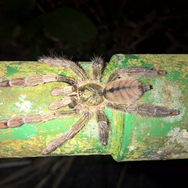 Psalmopoeus cambridgei