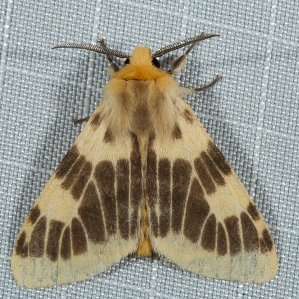 Lemyra albimarginalis