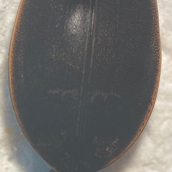 Acilius fraternus