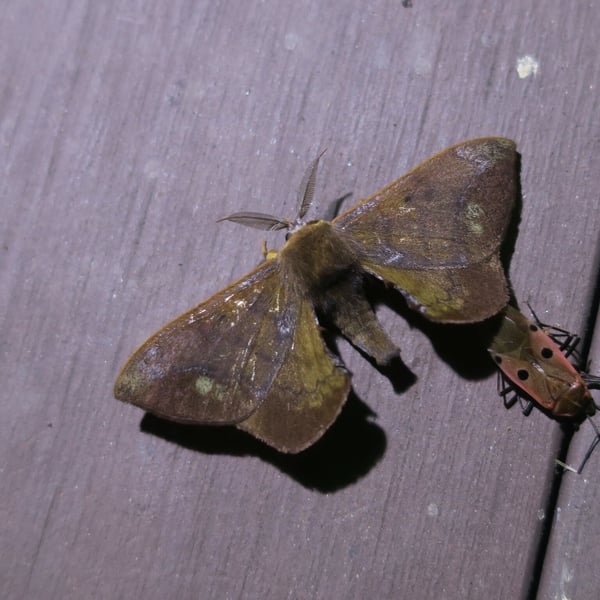 Andraca olivacea