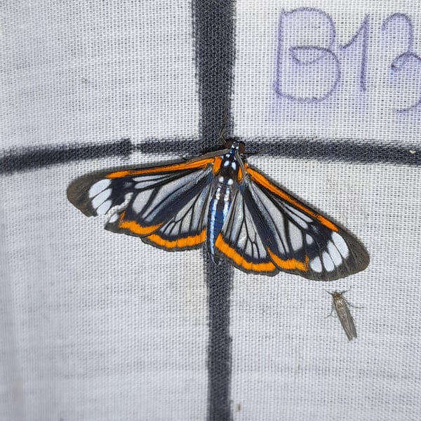 Hyalurga lauronoides