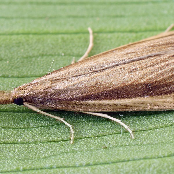 Donacaula mucronella