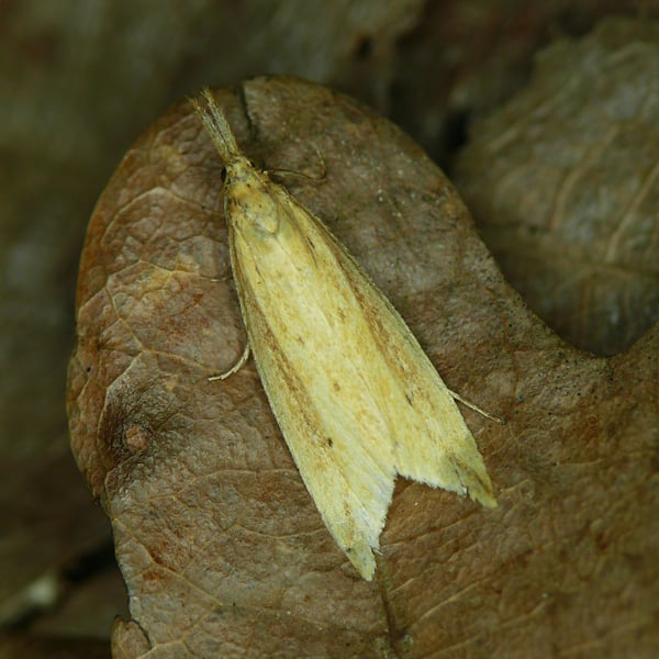 Donacaula forficella