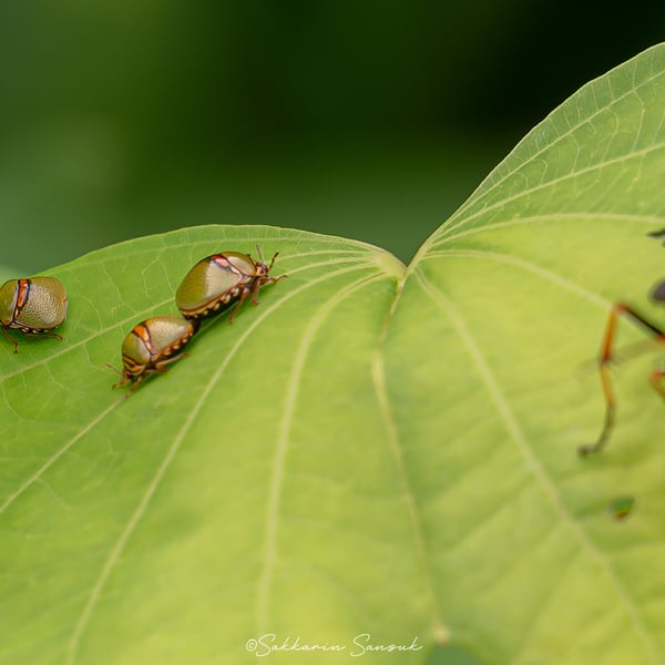 Coptosoma punctiventris