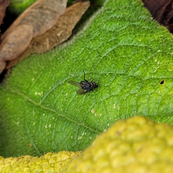 Rhinophora lepida