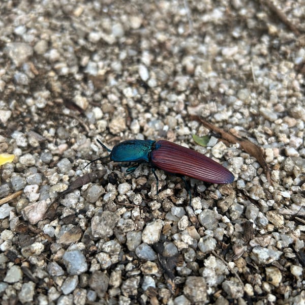 Chalcolepidius rubripennis