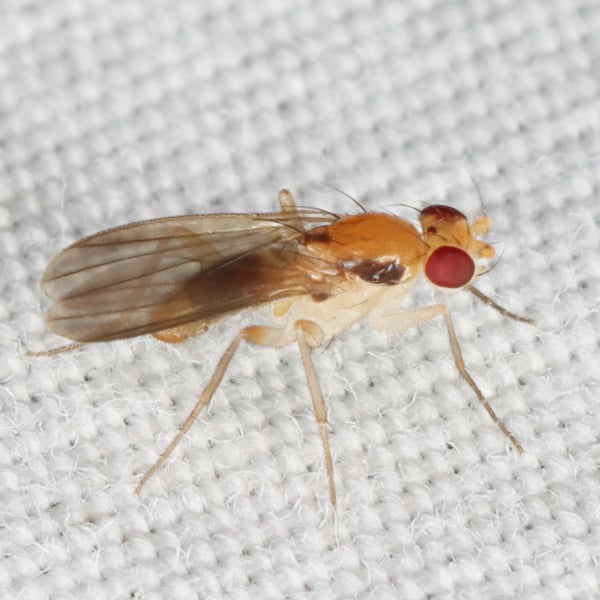 Sobarocephala latifrons