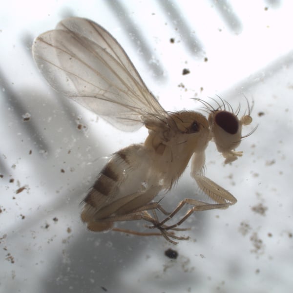 Sobarocephala
