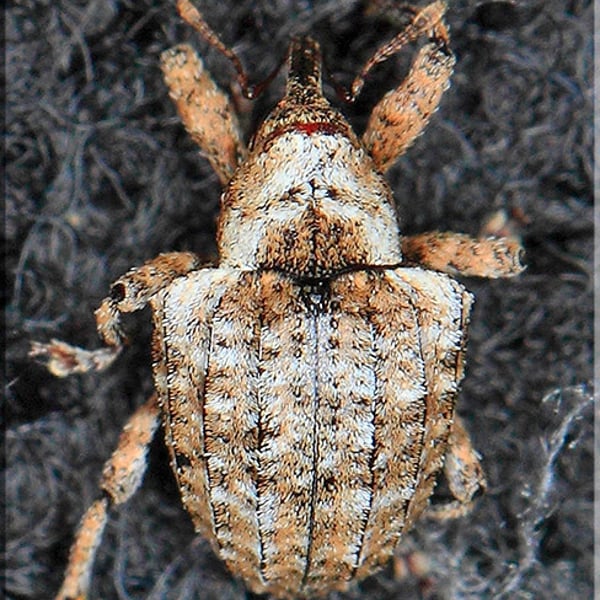 Conotrachelus crataegi