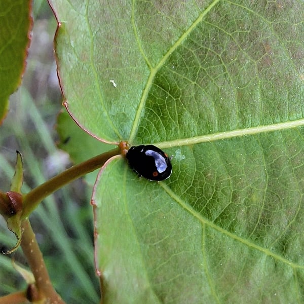 Hyperaspis campestris