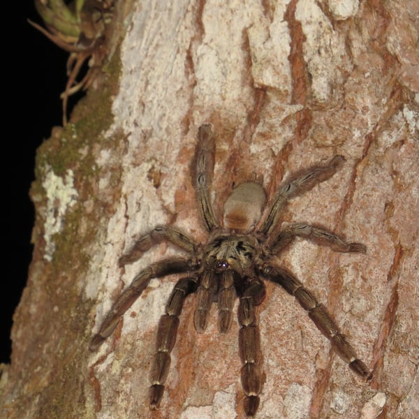 Psalmopoeus reduncus