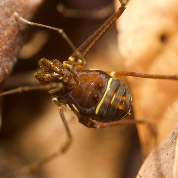 Phareicranaus calcariferus