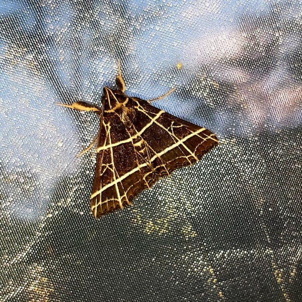 Bertula crucialis