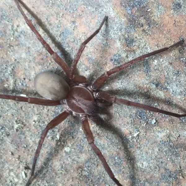 Titiotus hansii