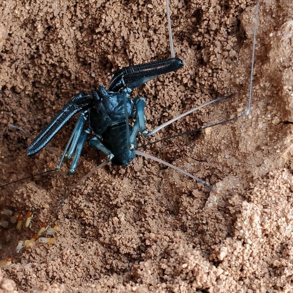 Phrynichus nigrimanus