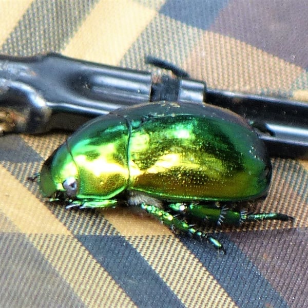 Mimela despumata