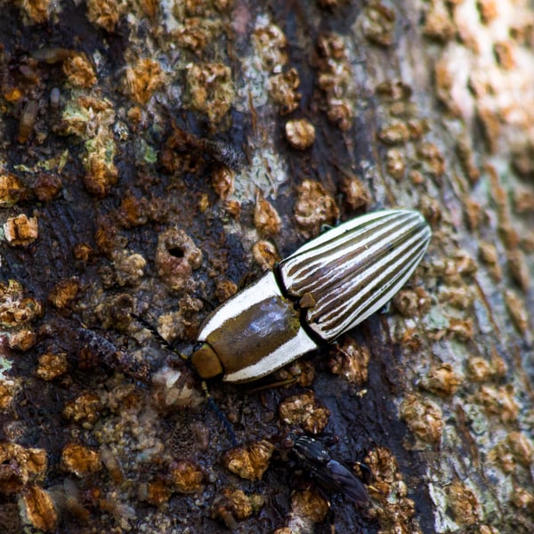 Chalcolepidius zonatus