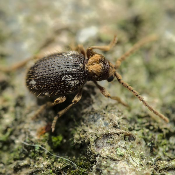 Ptinus bidens