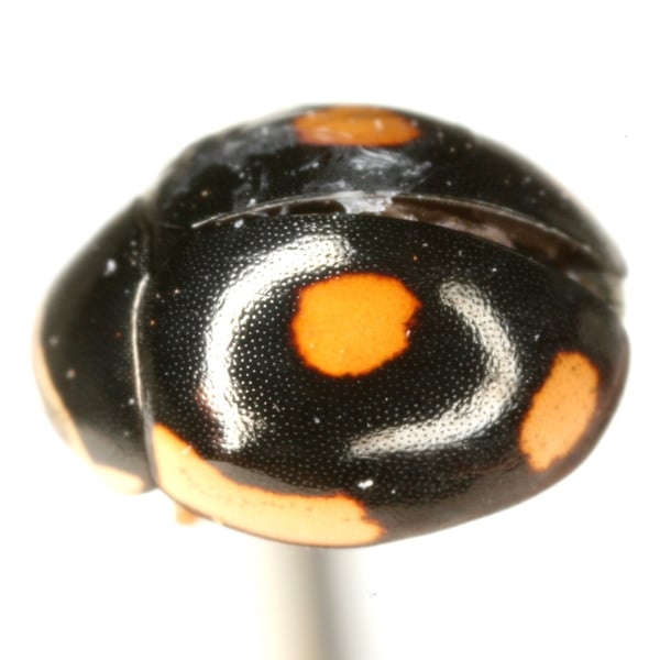 Hyperaspis lateralis