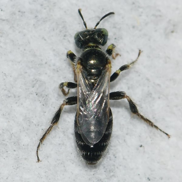 Perdita albipennis