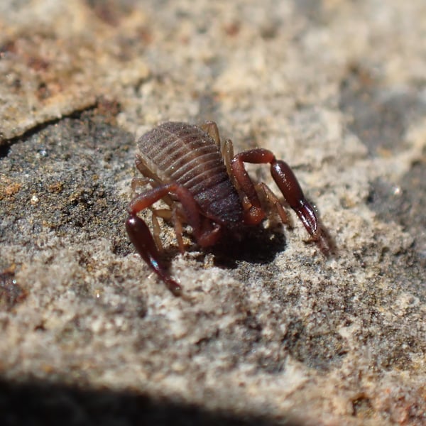 Hysterochelifer tuberculatus