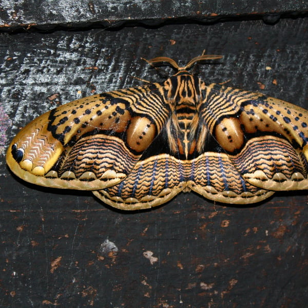 Brahmaea wallichii