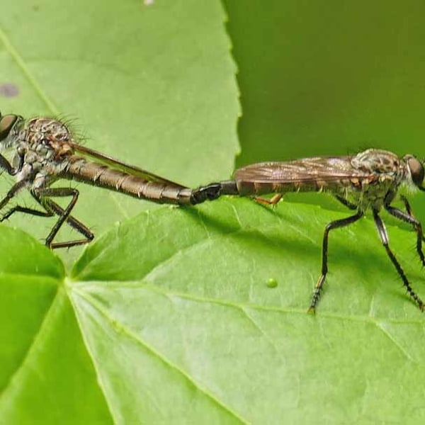 Machimus virginicus