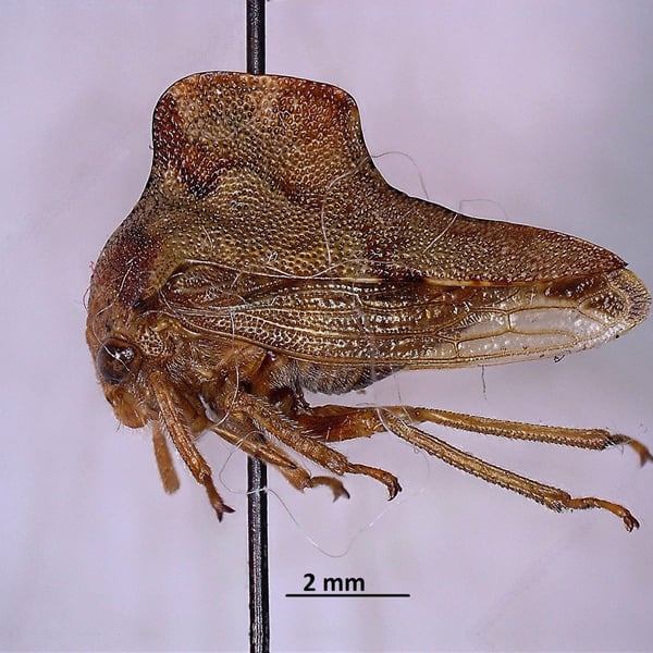 Insects Id: Virginia Creeper Treehopper (Telamona ampelopsidis)