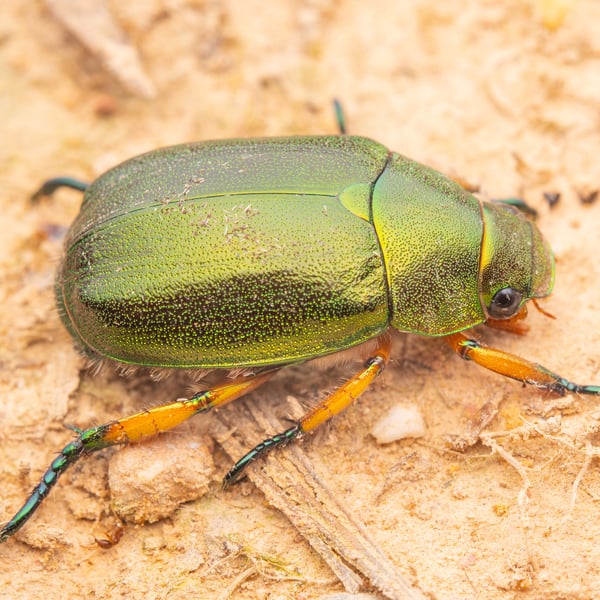 Mimela chrysoprasa