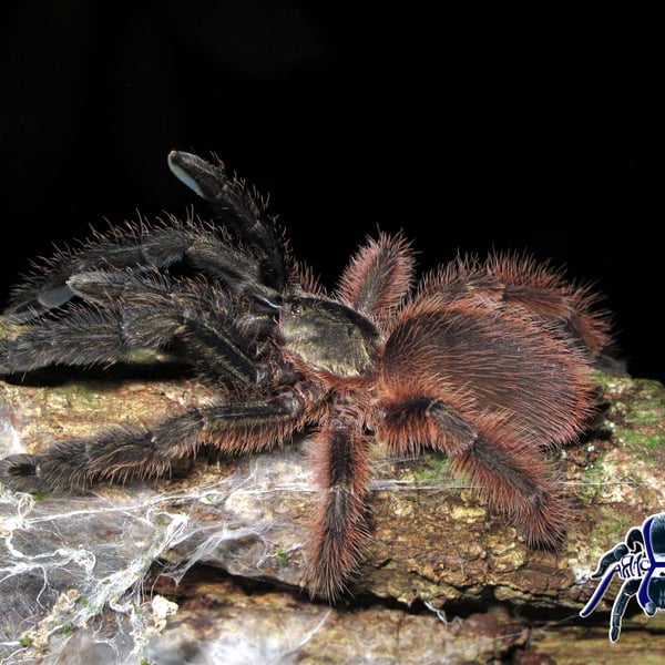 Psalmopoeus victori