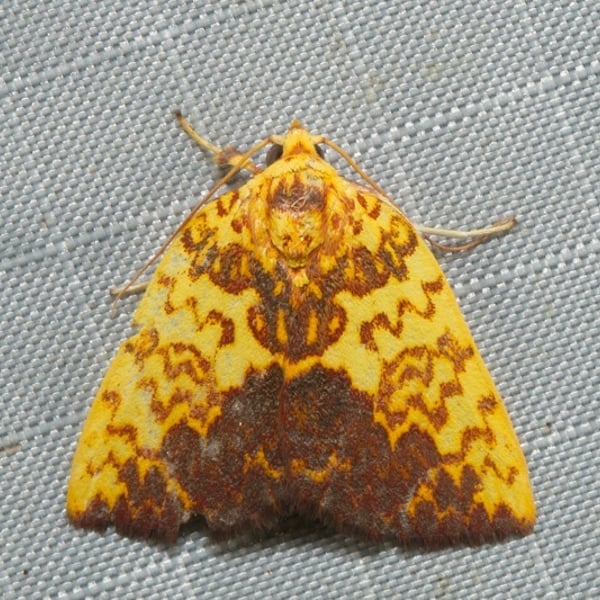 Siglophora ferreilutea