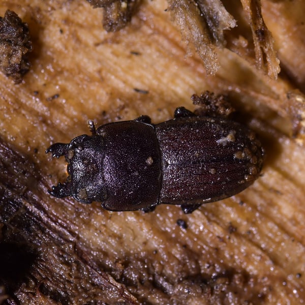 Insects Id: Geodorcus novaezealandiae (Geodorcus novaezealandiae)