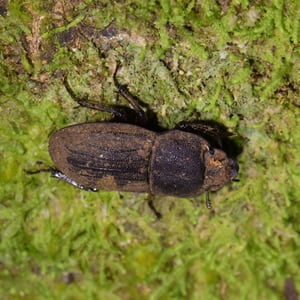 Insects Id: Geodorcus novaezealandiae (Geodorcus novaezealandiae)