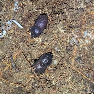 Insects Id: Geodorcus novaezealandiae (Geodorcus novaezealandiae)