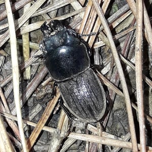 Insects Id: Geodorcus novaezealandiae (Geodorcus novaezealandiae)