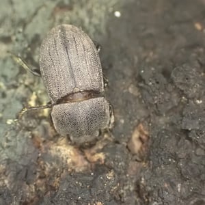 Insects Id: Geodorcus novaezealandiae (Geodorcus novaezealandiae)