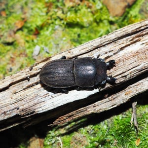 Insects Id: Geodorcus novaezealandiae (Geodorcus novaezealandiae)