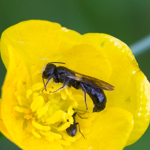 Chelostoma emarginatum