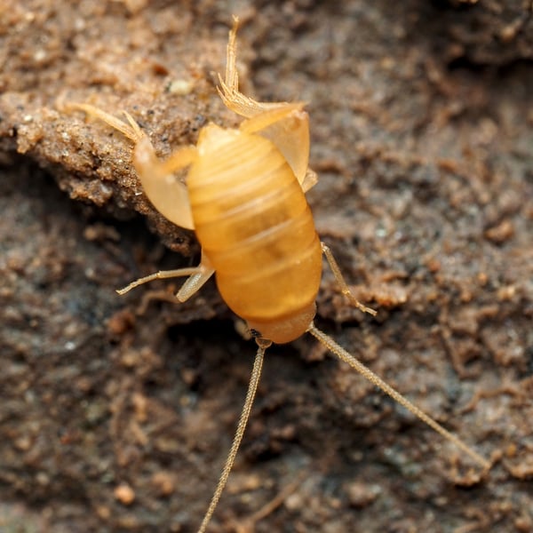 Myrmecophilus manni