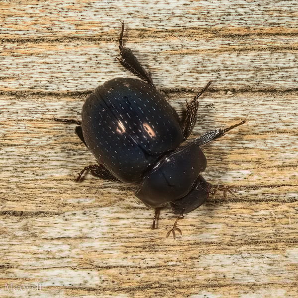 Germarostes globosus
